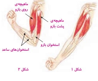 ماهیچه پشت بازو 